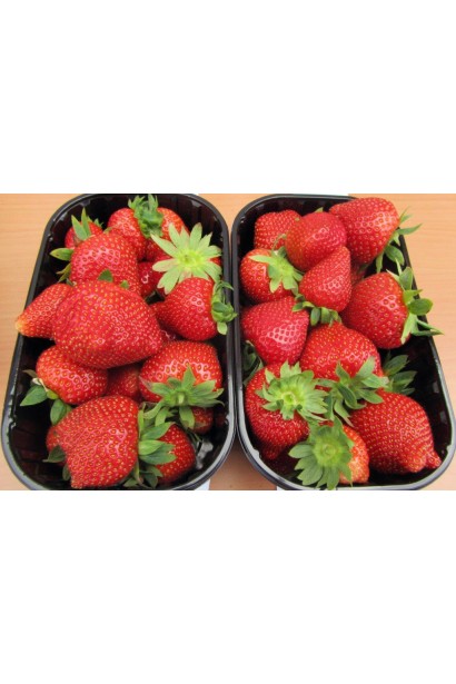 Fragaria ananassa Darselect